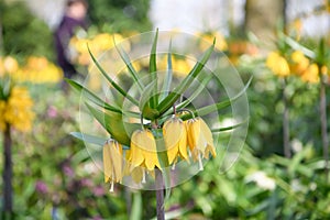 Crown imperial Fritillaria imperialis Lutea pending yellow flowers